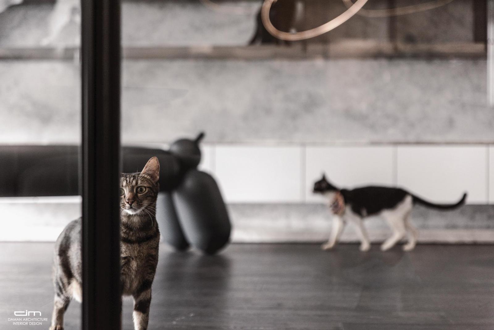 豪宅設計，設計通透玻璃帷幕，創造貓與人和諧共生空間